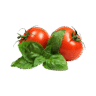 Tomato Plant